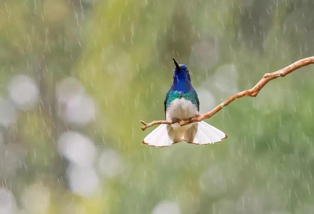 雨水-春雨至,万物生--易造防雷