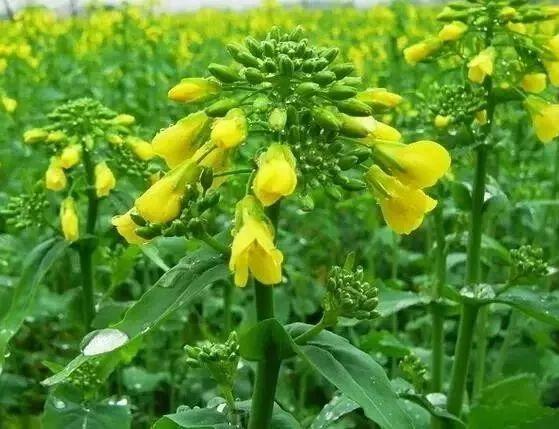 雨水-春雨至,万物生--易造防雷