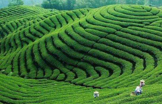 谷雨｜春生万物长,雨落逢初夏