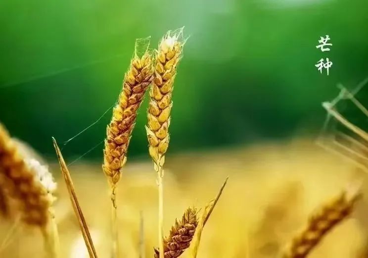 芒种｜一分耕耘，一分收获--易造防雷