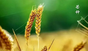 芒种｜一分耕耘，一分收获--易造防雷