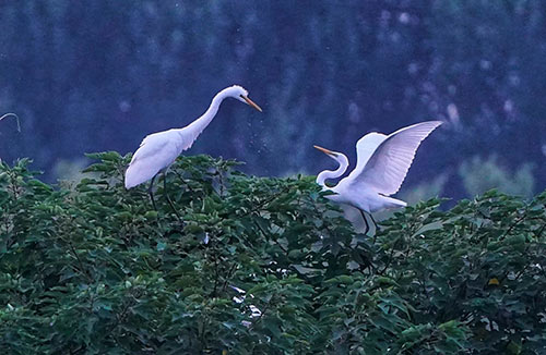 白露 | 夏意已去，凉秋来临