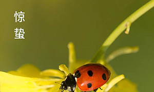 惊蛰-惊雷响 万物生-易造防雷